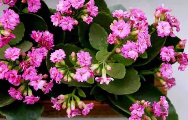 鄰居大爺有遠見,冬天養“3種漂亮花”,春節開花很美,寓意又好 鄰居大爺有遠見,冬天養“3種漂亮花”,春節開花很美,寓意又好