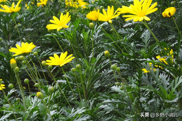 茼蒿種植時間和方法? 茼蒿種植時間和方法?