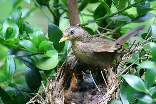 分享鳥類圖片-畫眉鳥