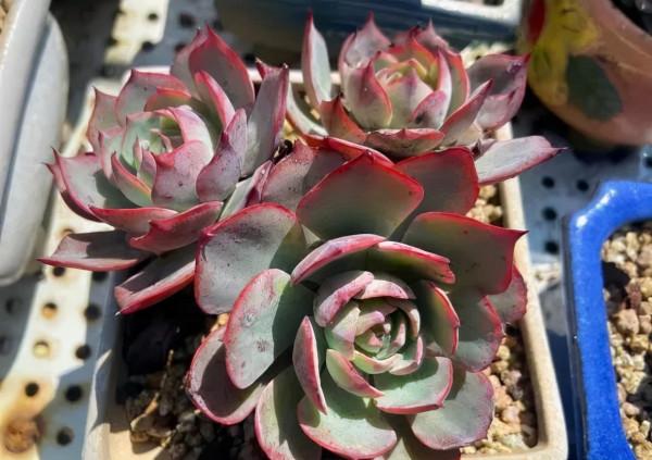 一年一度曬秋時,一年一度曬肉時 一年一度曬秋時,一年一度曬肉時