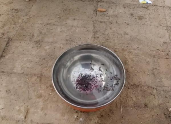 小白菜長勢好不好?關鍵看4點,種植簡單,產量高 小白菜長勢好不好?關鍵看4點,種植簡單,產量高