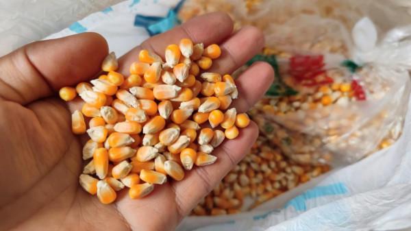 冬季野釣小魚鬧窩？不存在，我已研究出獨家配方，只取窩裡大鯽魚