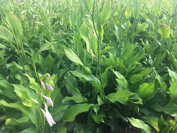 需求量大的花鏡植物，快來圍觀