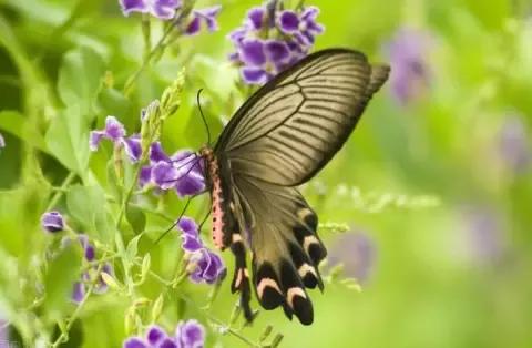 蝴蝶那些不為我們所知的秘密,有關蝴蝶的幾個冷知識 蝴蝶那些不為我們所知的秘密,有關蝴蝶的幾個冷知識