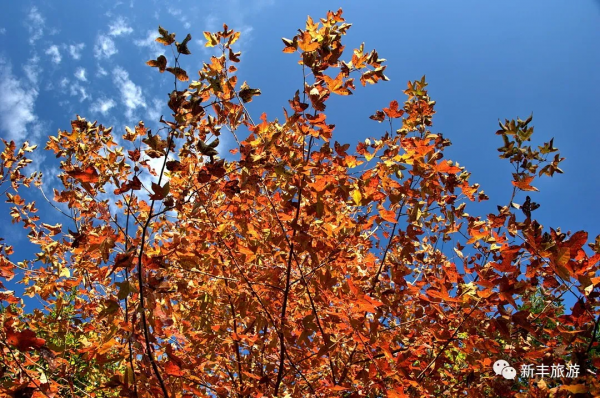 楓林似火、紅葉如霞，是新豐邀你來賞楓的專屬訊號