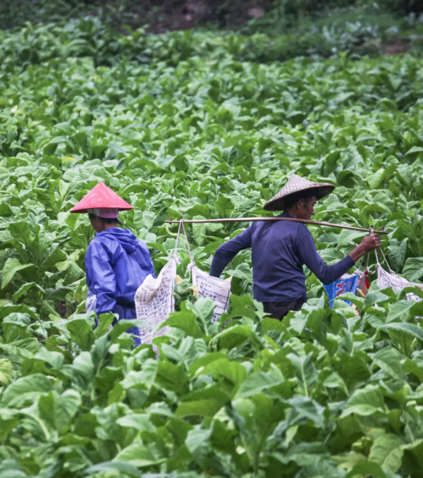 雲南深處,快活福地|地球知識局 雲南深處,快活福地|地球知識局