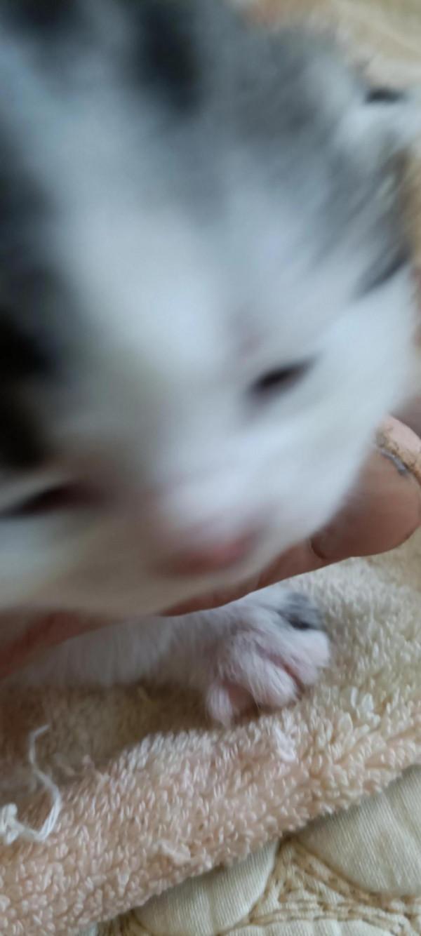 出生八天的小寶寶