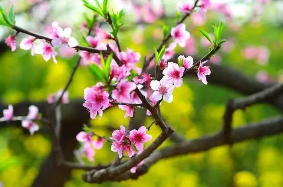 春暖花開賞花時，教你辨識這幾種相似的花，別再被朋友說不懂花了