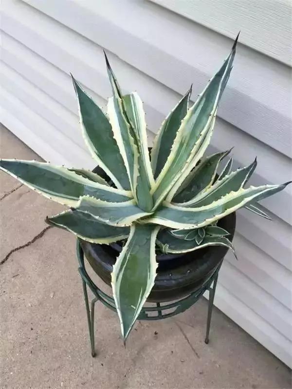 居家優雅的綠植（二）