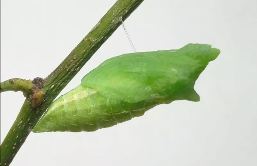 萌萌的大眼蟲子——柑橘鳳蝶