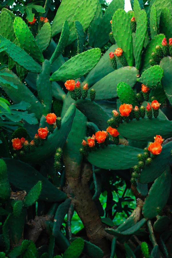 100種常見植物圖鑑,出門識花不再難,適合給小孩子做科普範文 100種常見植物圖鑑,出門識花不再難,適合給小孩子做科普範文