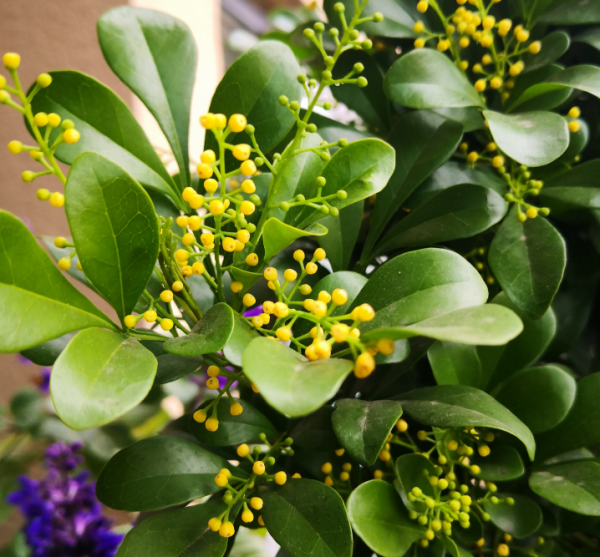 陽臺盆栽養花選這4樣，便宜好活，開花又香又美，時間又長