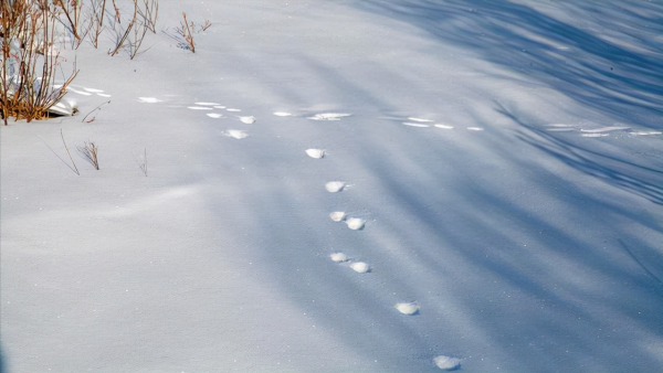 冬季的內蒙古草原有多美,去過的遊客講:一白遮百醜同樣適合那裡 冬季的內蒙古草原有多美,去過的遊客講:一白遮百醜同樣適合那裡