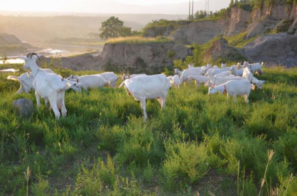 中國羊奶看陝西！陝西羊奶&OpenCurlyDoubleQuote;大而不強&rdquo;的癥結在哪裡？