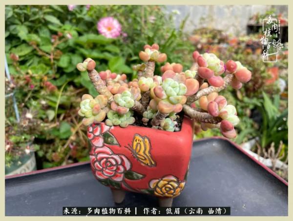 正是花好月圓時，再訪楊姐的屋頂花園