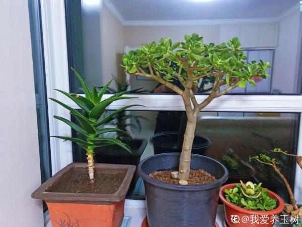 注意!花盆要是太深,養花要注意,很容易爛根 注意!花盆要是太深,養花要注意,很容易爛根