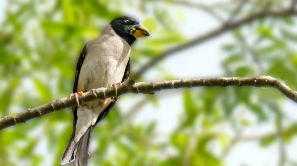 「山西鳥類圖鑑」| ​黑尾蠟嘴雀