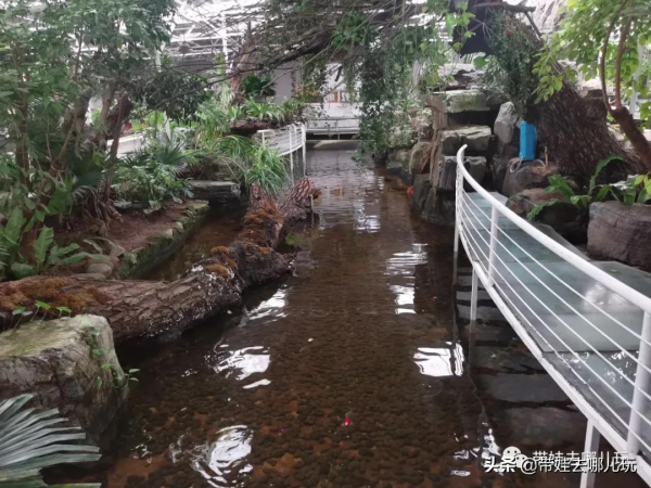 北京新開一家動物園,可以和老虎共進午餐 北京新開一家動物園,可以和老虎共進午餐