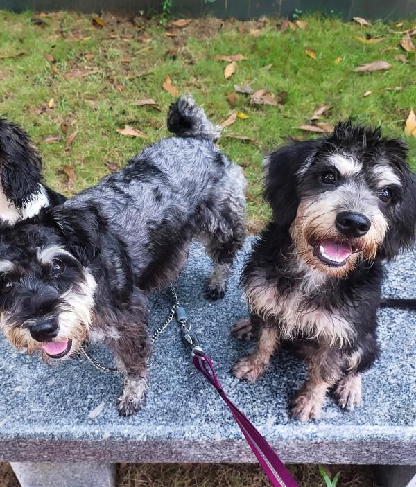 一隻天生缺陷的狗崽，努力活了68天，在“安樂”中離開