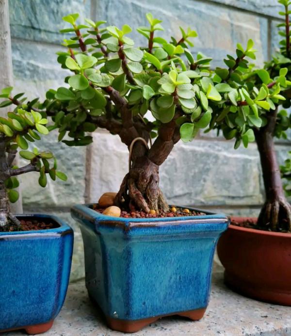 “懶人”就養這10種花,一個月不澆水也死不了,盆土越幹越易開花 “懶人”就養這10種花,一個月不澆水也死不了,盆土越幹越易開花