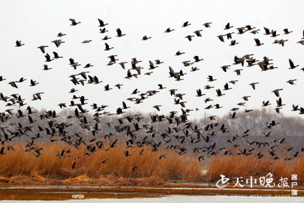 成千上萬只大雁齊聚宿鴨湖蘆葦蕩 場面壯觀