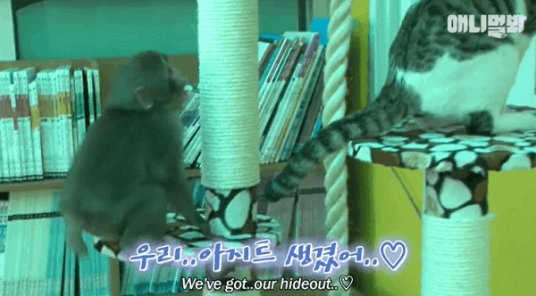 原來貓咪在動物界這麼不受歡迎,大家都不喜歡它 原來貓咪在動物界這麼不受歡迎,大家都不喜歡它