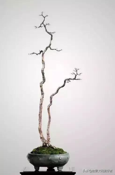 簡到極致盆景，卻蘊涵著美