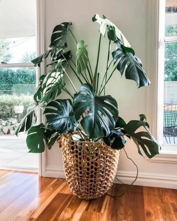 養花就養心，5種“長壽命”花，最適合老人養，健康又長壽