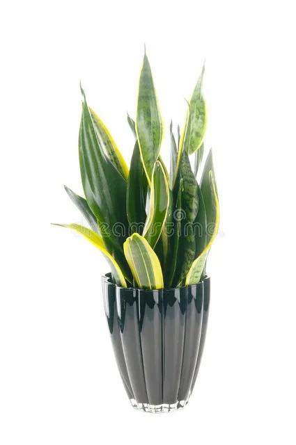 花有靈性“人養花一年,花養人一世”為自己為家人養棵健康美麗花 花有靈性“人養花一年,花養人一世”為自己為家人養棵健康美麗花