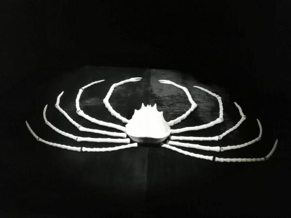 外行看展小記之16- 精美絕倫的“中國白”陶瓷藝術 外行看展小記之16- 精美絕倫的“中國白”陶瓷藝術