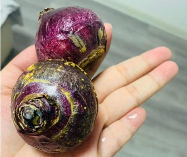 1種花就是“活香水”，一個“洋蔥頭”放水裡，開花滿屋飄香