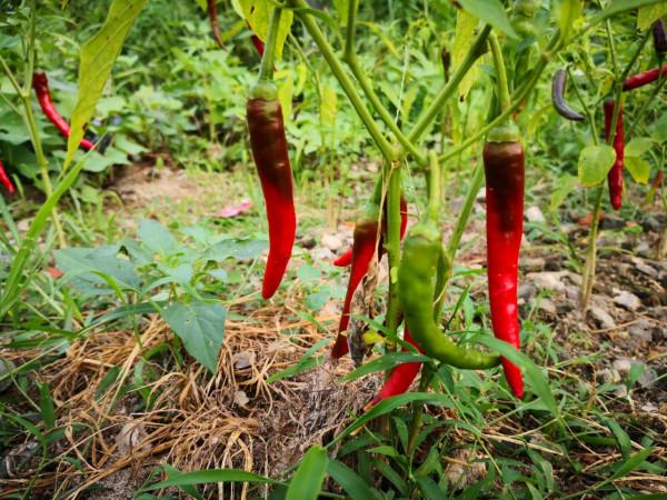 買菜，買來一肚子氣