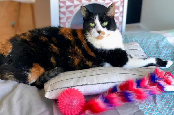 17歲老貓被嫌歲數大,拋棄在醫院,它自卑到不敢抬頭看人 17歲老貓被嫌歲數大,拋棄在醫院,它自卑到不敢抬頭看人