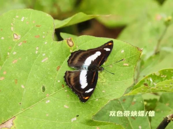 將樂龍棲山發現蝴蝶新記錄種雙色帶蛺蝶 將樂龍棲山發現蝴蝶新記錄種雙色帶蛺蝶