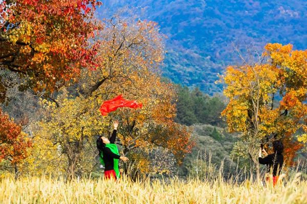 終於等來了!“紅軍村”裡烏桕紅,中國最美烏桕谷裡羅城又熱鬧了 終於等來了!“紅軍村”裡烏桕紅,中國最美烏桕谷裡羅城又熱鬧了