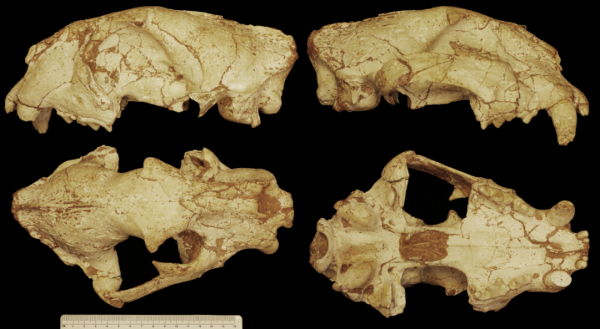 虎年說虎：虎的前世今生丨大年初三