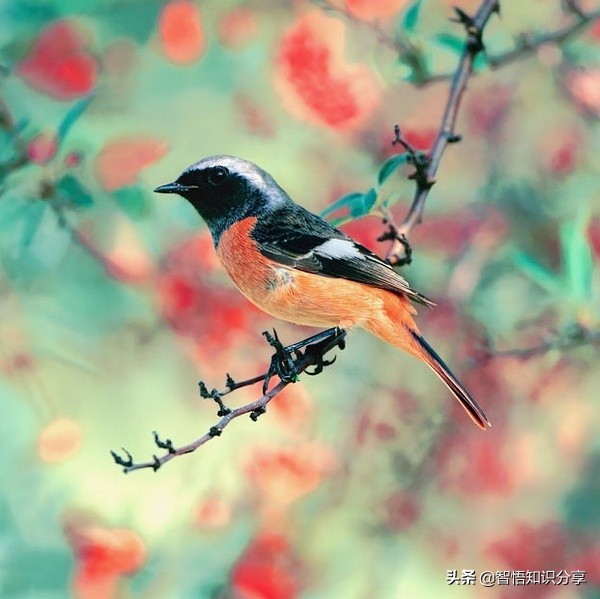 漂亮小鳥在等你欣賞，愛不釋手，萌得可愛