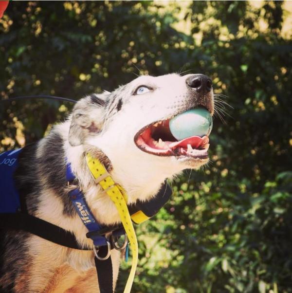 從被遺棄到當英雄，澳洲這隻狗狗，在大火中救下100多隻考拉