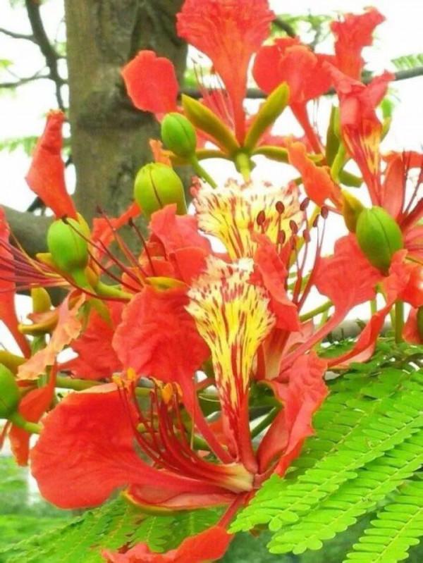 五彩鳳凰花圖片分享