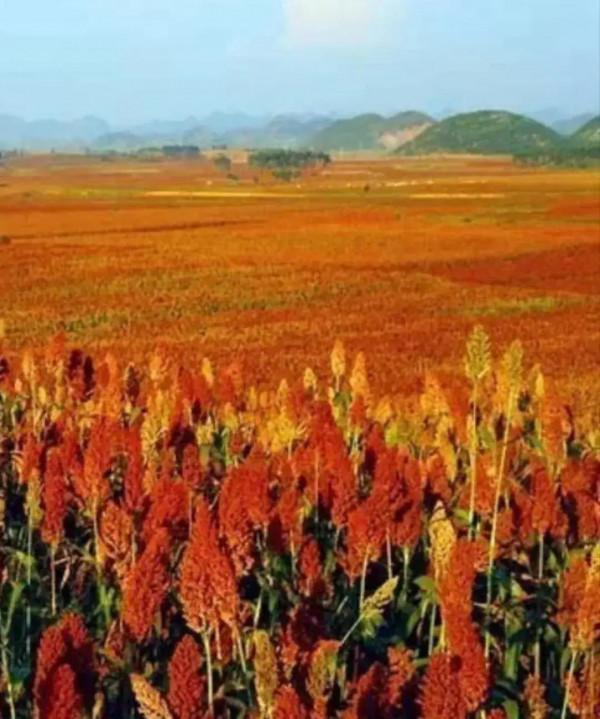 國慶當天,隨禮近8000元,親臨現場5家,還有來氣的,過節好累 國慶當天,隨禮近8000元,親臨現場5家,還有來氣的,過節好累