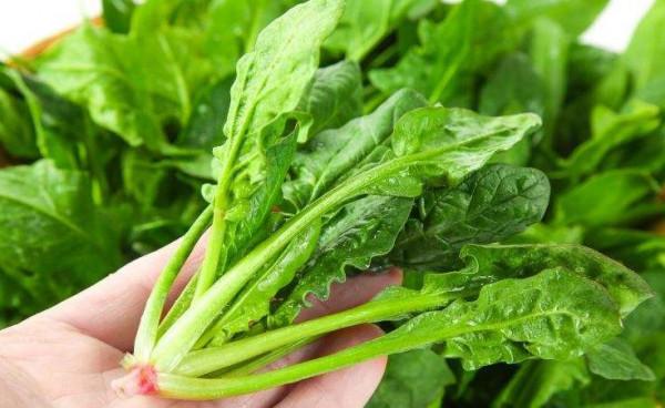 吃剩的青菜根，埋進花盆裡，澆點水，冒出小菜園，半年摘不完