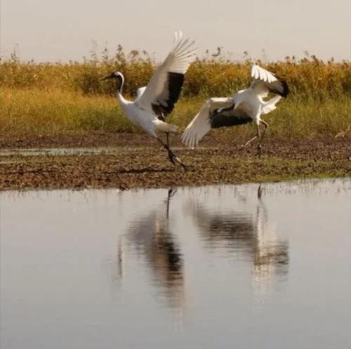歷經秋寒鬥雪霜