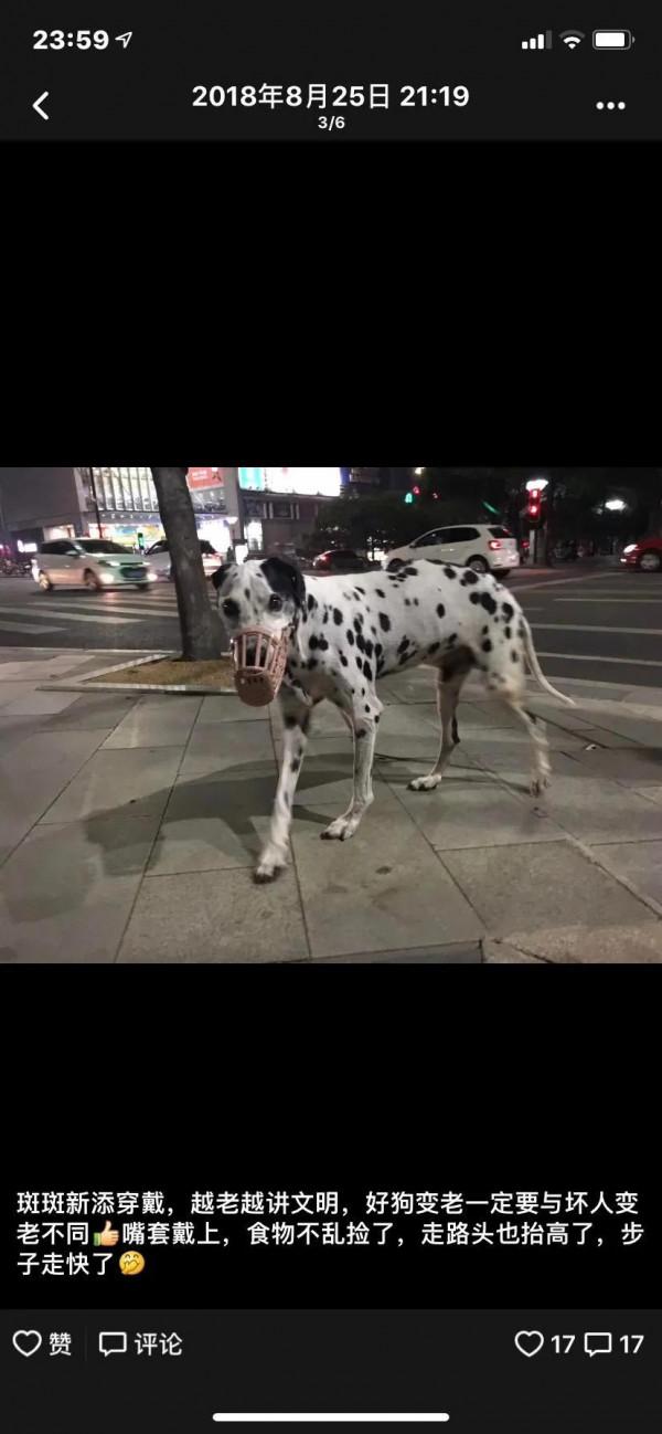 我作為一個非常愛狗的人,為什麼再也不養狗了 我作為一個非常愛狗的人,為什麼再也不養狗了