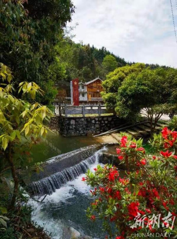 杜鵑草堂花正紅