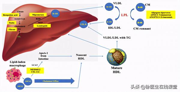 新型降脂藥獲批上市，降低心梗、腦卒中和血運重建風險