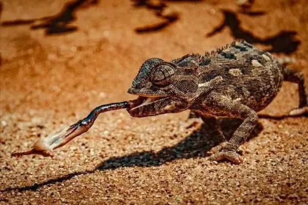 動物界難得一見的奇葩景象,太驚豔了,無比驚歎,讓人過目不忘 動物界難得一見的奇葩景象,太驚豔了,無比驚歎,讓人過目不忘