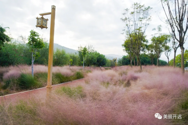 開遠粉黛亂子草浪漫盛放 宛若粉色“海洋” 開遠粉黛亂子草浪漫盛放 宛若粉色“海洋”