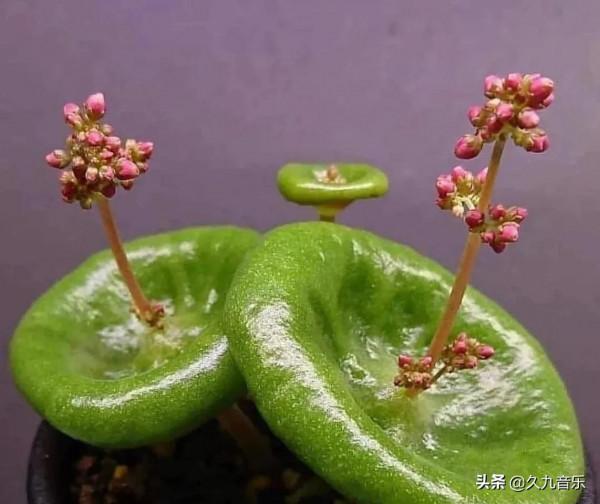 自然界中的奇花異草，看看你見過幾種？