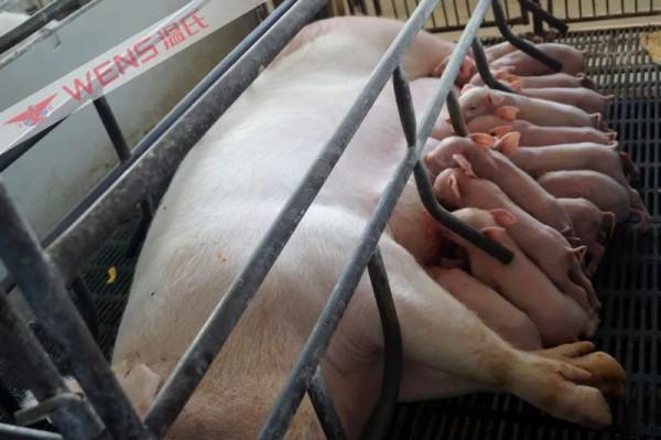 獲一等獎！這項研究成果為全國400多家豬場提供優質種豬和技術