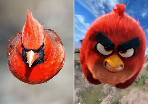 自然界的紅色精靈！一種是遊戲角色原型，一個是高雅“貴婦”